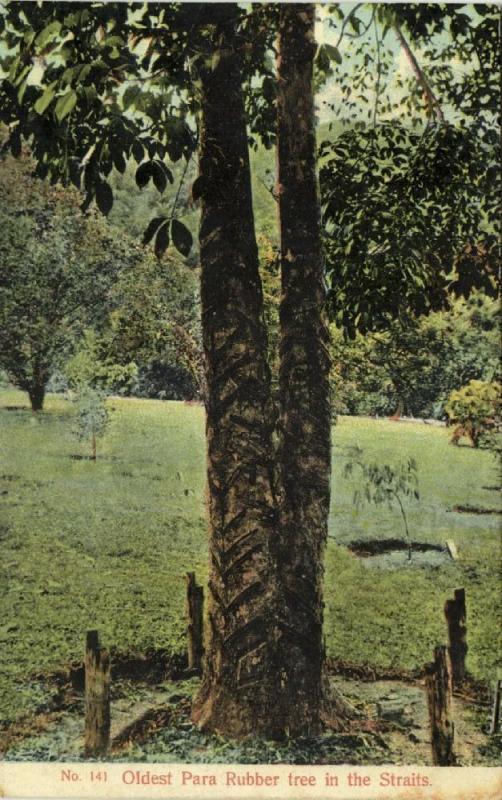 straits settlements, Malay Malaysia, Oldest Para Rubber Tree (1910s)