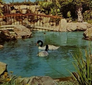 Vintage Postcard South American Black Necked Swan San Diego Zoo California