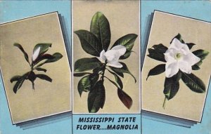 Mississippi State Flower The Magnolia