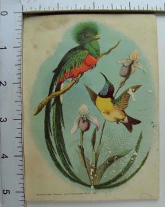 1870's-80's Victorian Trade Card Resplendent Trogon & Ceylonese Sunbird P39