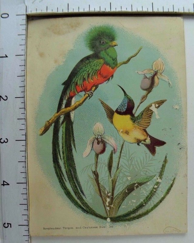 1870's-80's Victorian Trade Card Resplendent Trogon & Ceylonese Sunbird P39