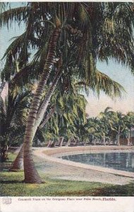 Florida Palm Beach Cocoanut Trees On The Craignan Place