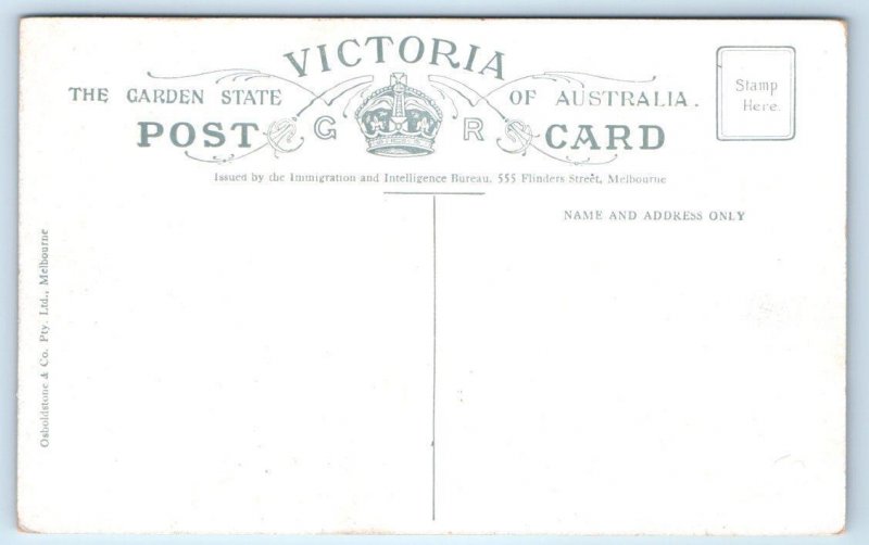 VICTORIA, Australia ~ FARM WAGONS & STACKS of OATEN HAY c1910s  Postcard