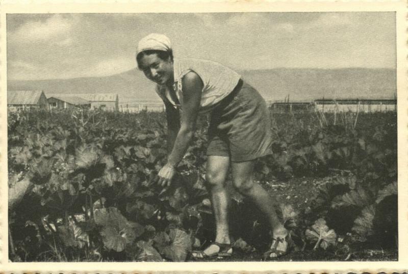 israel palestine, GVAT גבת, Kibbutz, Vegetable Garden 1930s Tmunia Postcard 180