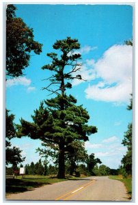 Greetings From Shell Lake Wisconsin WI, The Lone Pine Unposted Vintage Postcard