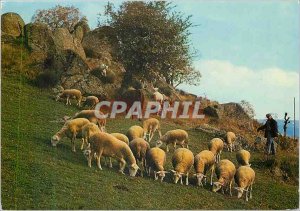 Postcard Modern Pasture in Mountain Sheep Shepherd