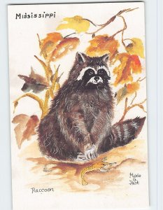 Postcard Raccoon, Mississippi