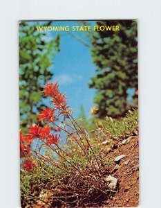 Postcard Indian Paint Brush Wyoming State Flower Wyoming USA