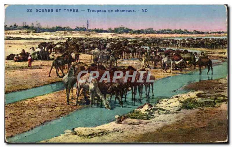 Old Postcard Scenes et Types Herd of camels Camel