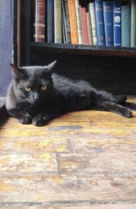 Toronto Book Store Cat at Acadia Art & Rare Canada Books Shop Postcard