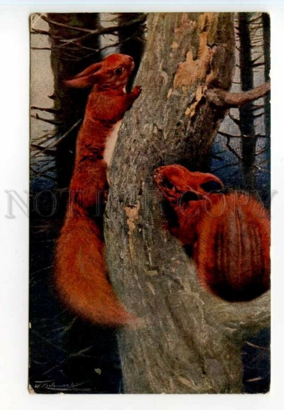 490494 KUHNERT Fluffy SQUIRREL Sciurus vulgaris HUNT St.Eugenie Red Cross #3994