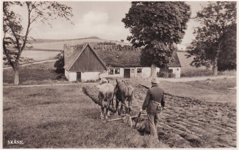 Skane Farmer Farming Swedish 1946 Post WW2 Real Photo Postcard