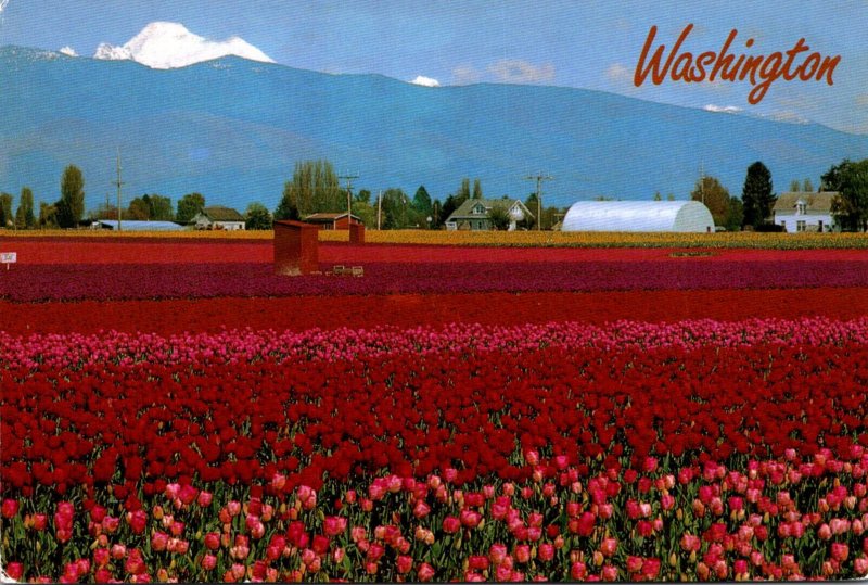 Washington Tulip Farming