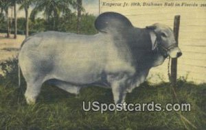 Emperor Jr 10th, Braham Bull - Misc, Florida FL  