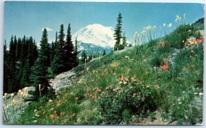 M-85162 Mt Rainier From Dewey Lake Trail Washington