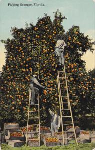 Picking Oranges in Florida