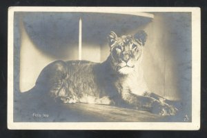 RPPC A.L. SERIES FELIS LEO LARGE CAT LION ZOO  VINTAGE REAL PHOTO POSTCARD