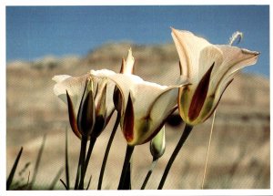 South Dakota Badlands National Park The Sego Lily