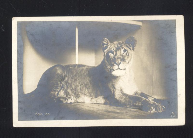 RPPC FELIS LEO FEMALE LION LIONESS VINTAGE REAL PHOTO 