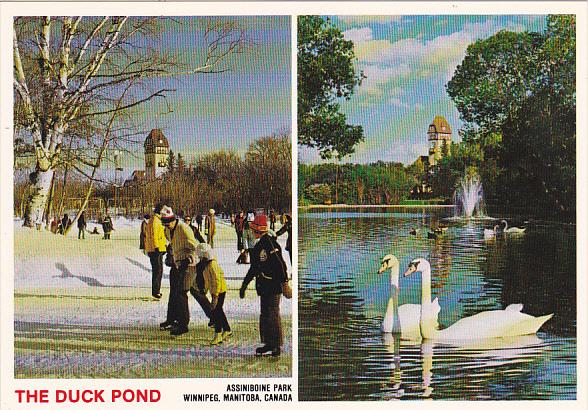 Canada Swans On The Duck Pond Assiniboine Park Winnipeg Manitoba