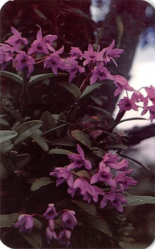 Orchids Cattleya Skinneri Panama Unused 