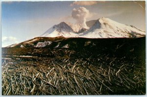 A swath of timber that was destroyed during the eruption of Mount St. Helens, WA 