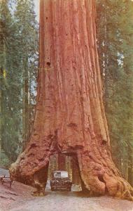 CA, California CAR~DRIVE THROUGH TREE~Wawona Big Trees YOSEMITE c1950's Postcard