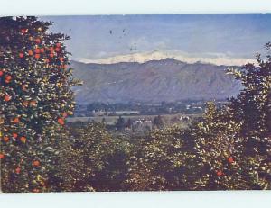 Pre-1980 ORANGES WITH SNOWY MOUNTAIN San Bernardino California CA hn5457