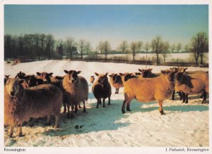 Knossington Sheep In Farm Snow Fields Leicester WI Photo Postcard