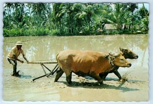 Farmer ploughing in the field ox BALI Indonesia 4x6 Postcard