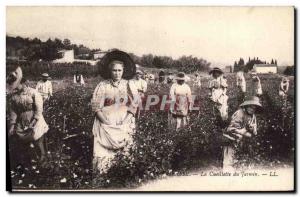 Old Postcard Grasse jasmine Picking