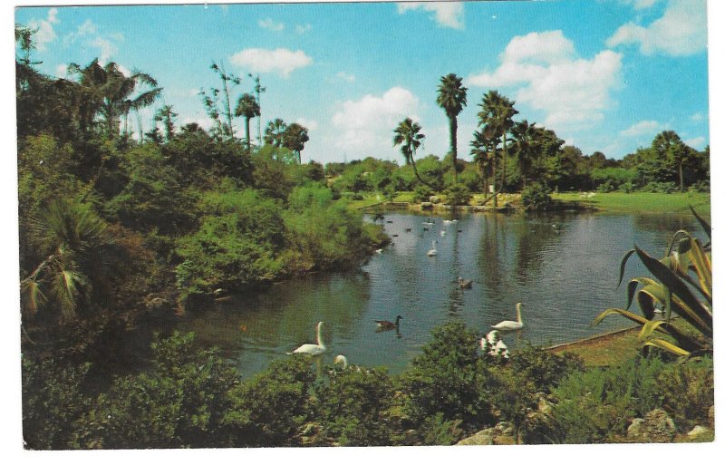 Busch Gardens Lagoon Water Birds Geese Swans Tampa Florida Vtg Beckett Postcard