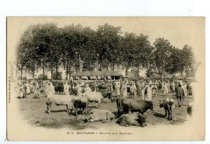 497165 Algeria Boufarik cattle market Vintage Ideale postcard