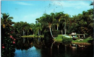 Sarasota Jungle Gardens Florida Postcard Posted 1965