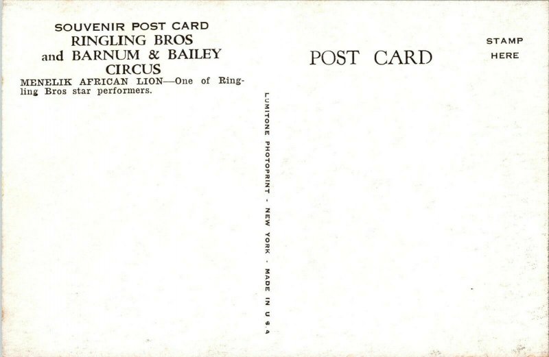 Menelik African Lion, Ringling Bros Barnum Bailey Circus Vintage Postcard D64