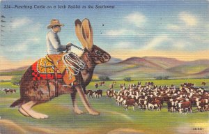 Punching Cattle Giant Exaggerated Jack Rabbit Southwest 1948 Postcard El Paso...