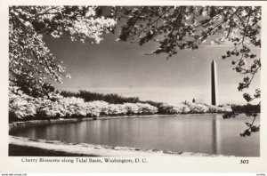 RP: Japanese Cherry Blossoms along tidal Basin, WASHINGTON D.C. , 30-40s