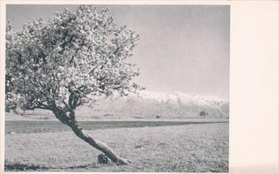 Turkey Malatya Spring Flowers and Snow