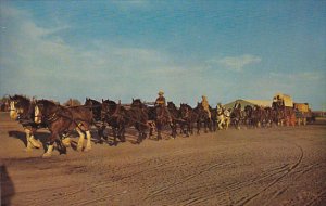 Canada Twenty Two Clydesdales Percherons and Belgians Pulling Freight Wagon S...