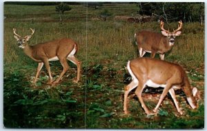 M-51608 Alert Bucks cautiously look up from eating as possible danger lurks n...