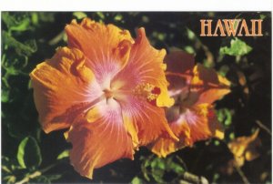 Hibiscus, State Flower Of Hawaii, Vintage Chrome Postcard