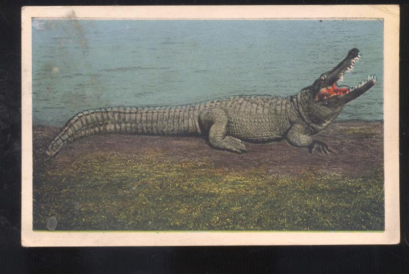 JACKSONVILLE FLORIDA OSKY'S ALLIGATOR STORE VINTAGE ADVERTISING POSTCARD