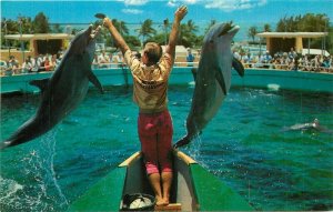 Miami Florida Fabulous Sea Aquarium 1950s Florida Natural Postcard 21-13405