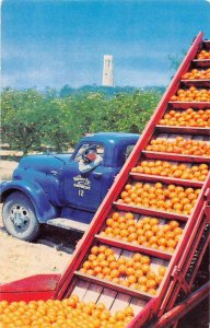 Waverly Florida Waverly Growers Orange Orchard Loading Fruit Postcard JJ658965