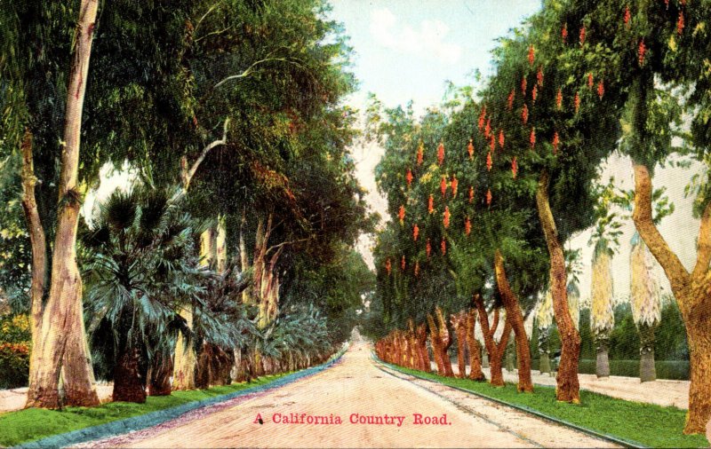 California Typical Country Road With Pepper Trees