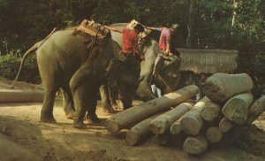 Elephants Working In Teak Wood Forests Thailand Postcard