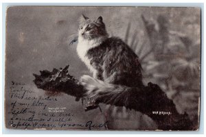 1907 Cute Cat Kitten Sun Beams Iowa City Iowa IA Posted Antique Postcard
