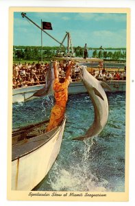 FL - Miami. Seaquarium, Porpoises Perform