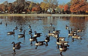 Canada Geese Ducks / Geese Southern Illinois, USA 1971 