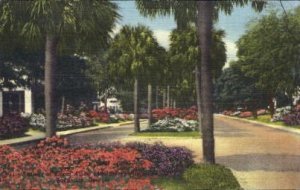 Azaleas in bloom - Savannah, Georgia GA  